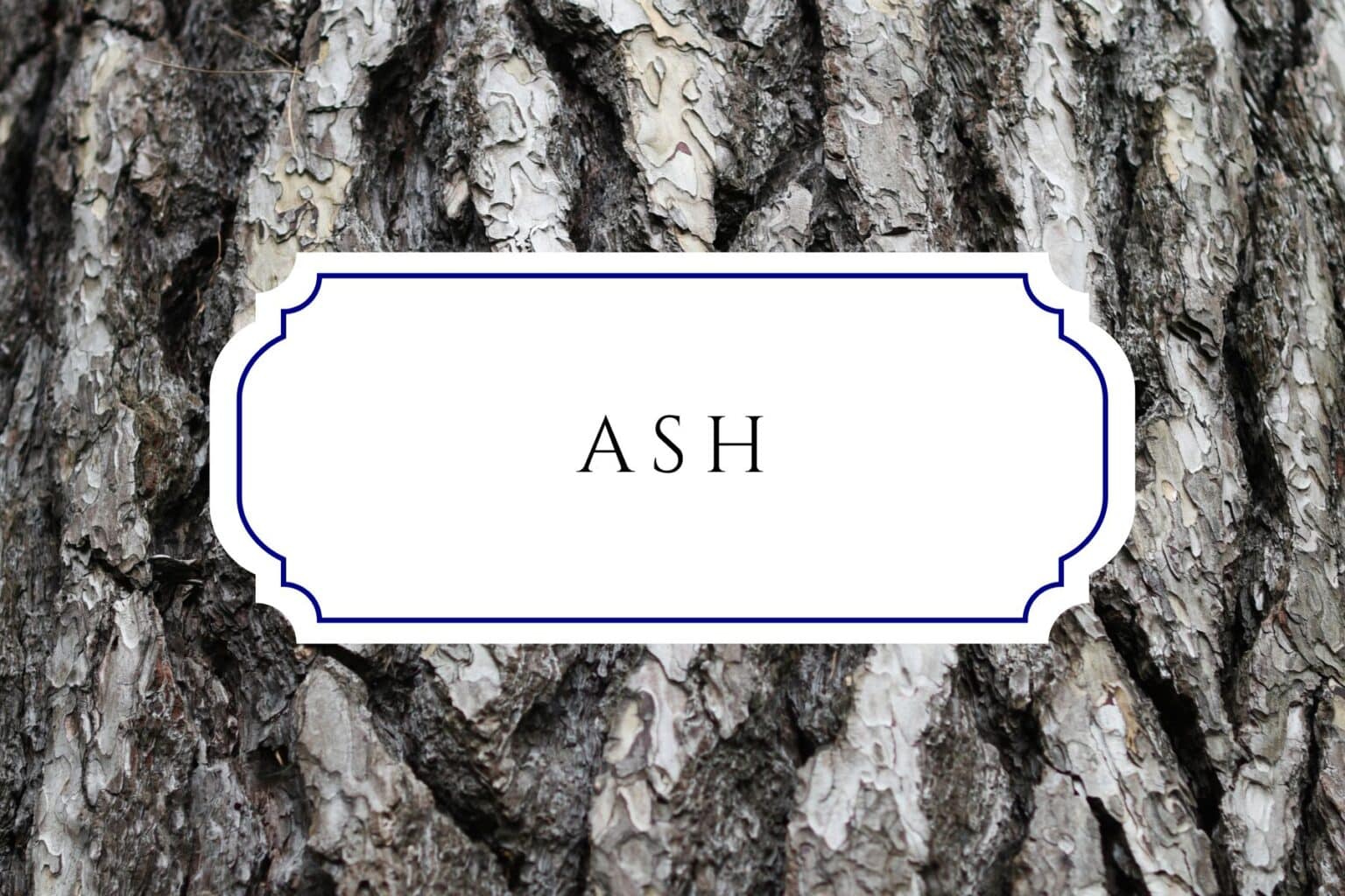 50+ Tree Names For Babies In Honor Of Arbor Day