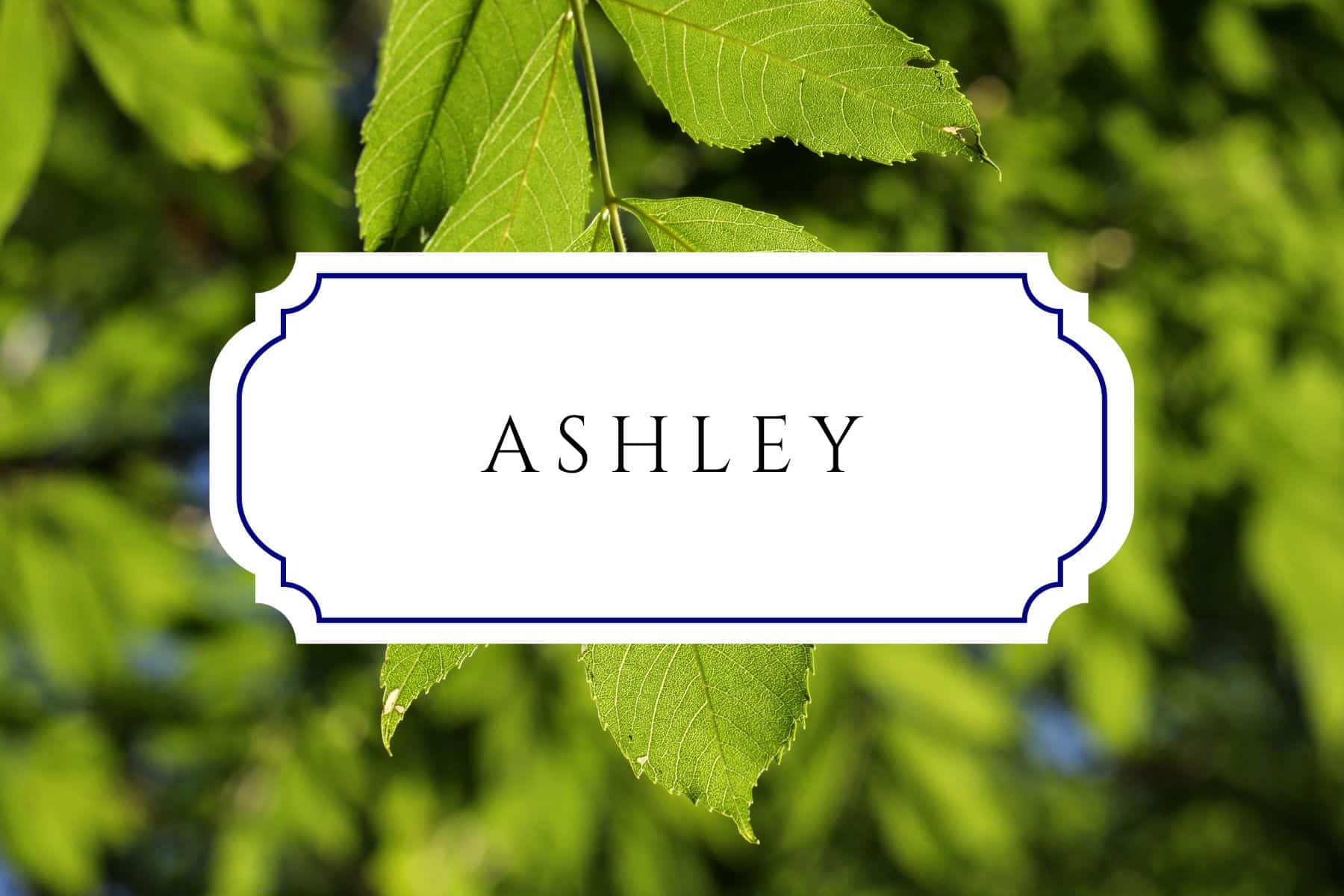 50+ Tree Names For Babies In Honor Of Arbor Day