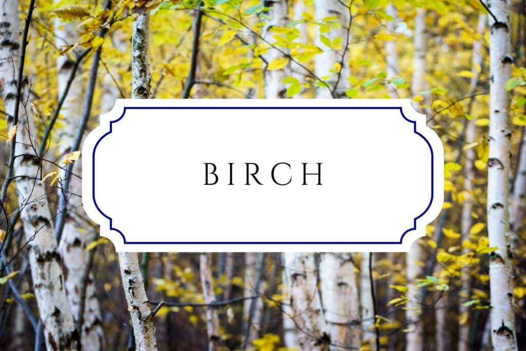 tree names birch