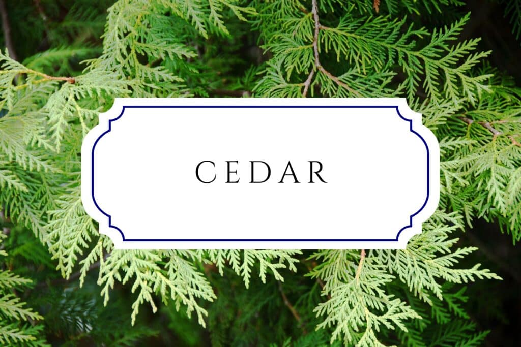tree names cedar