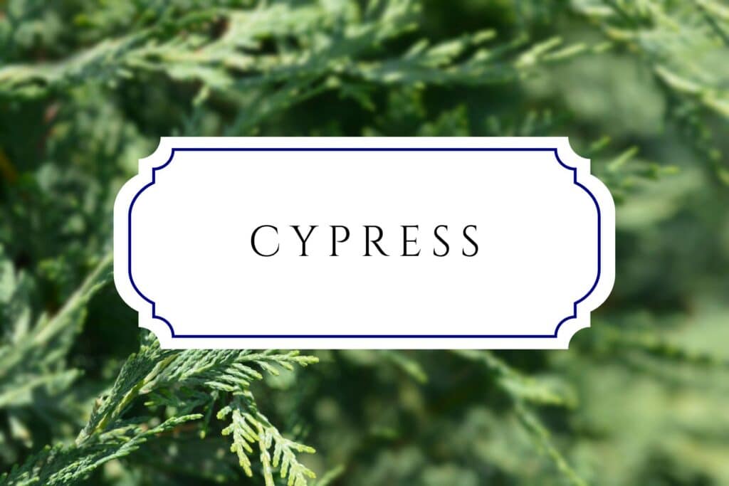tree names cypress