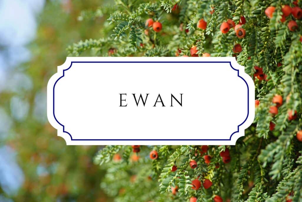 tree names ewan