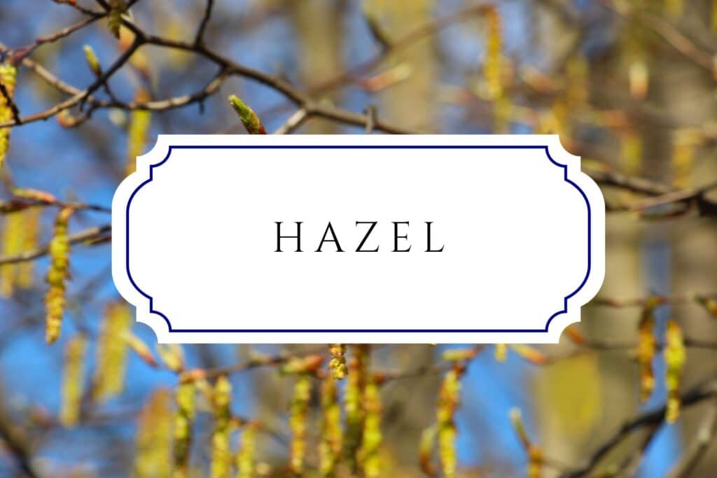 tree names hazel