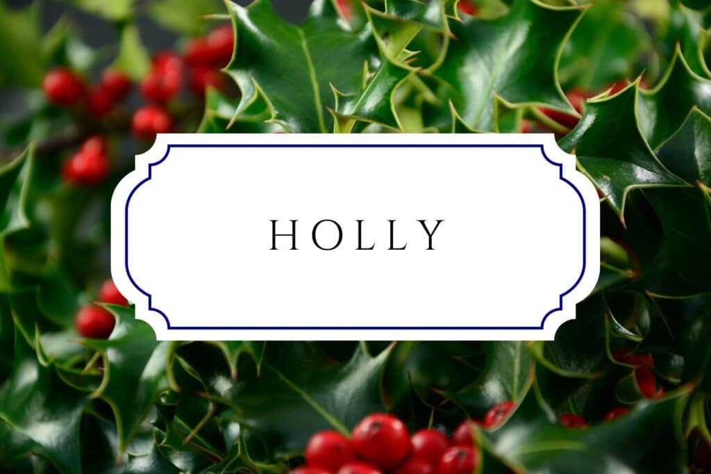 tree names holly