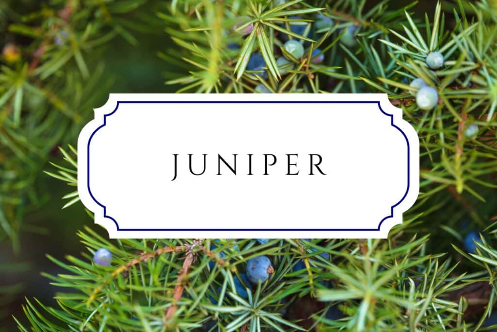tree names juniper
