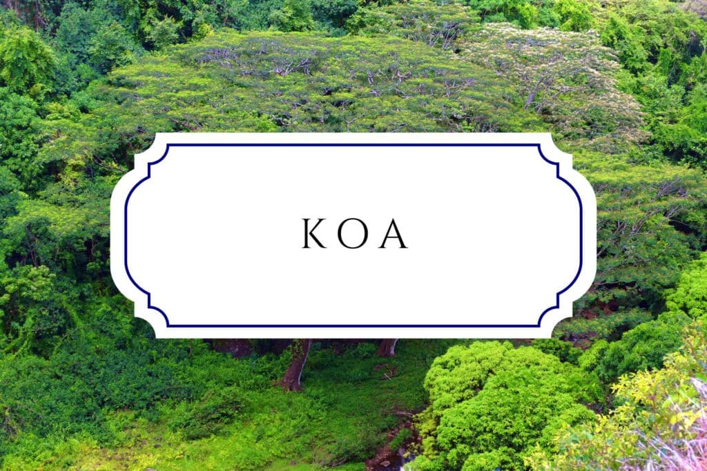 tree names koa