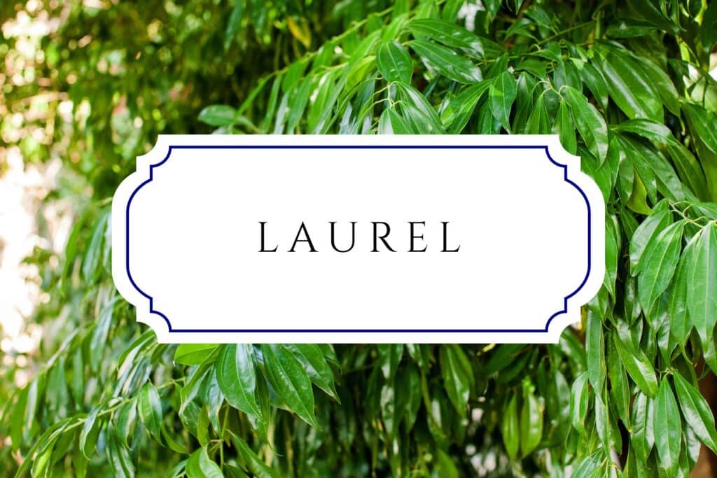 tree names laurel