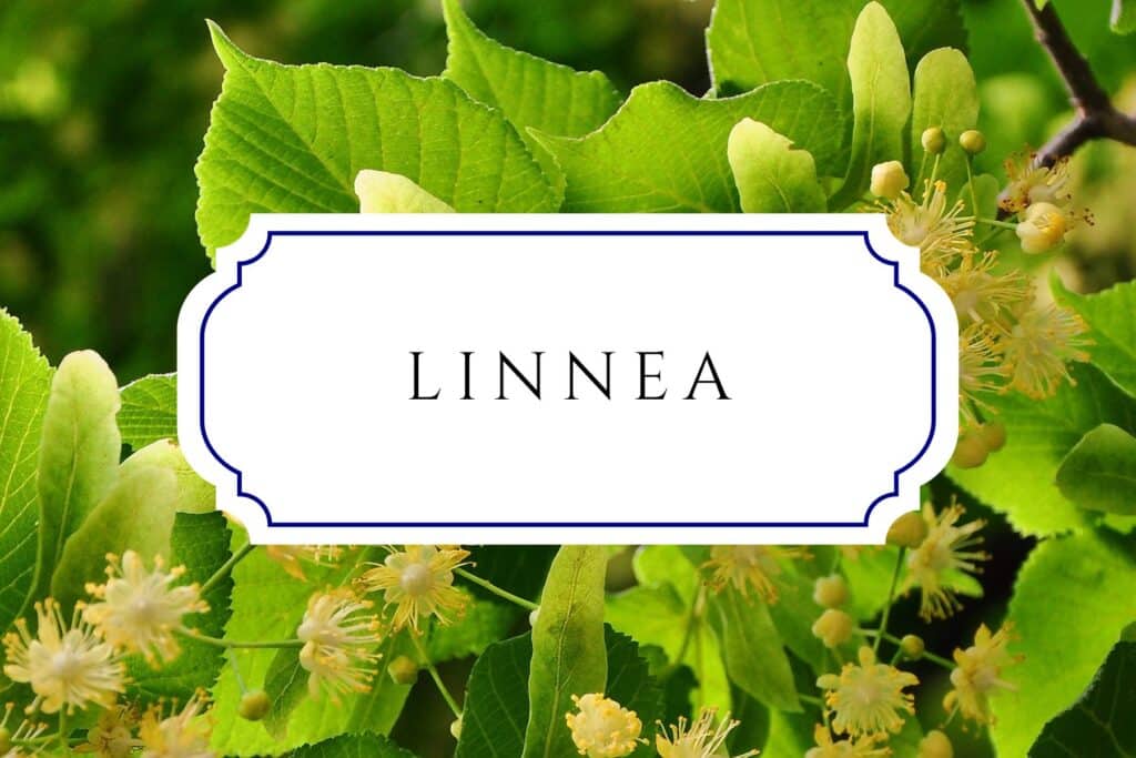 tree names linnea