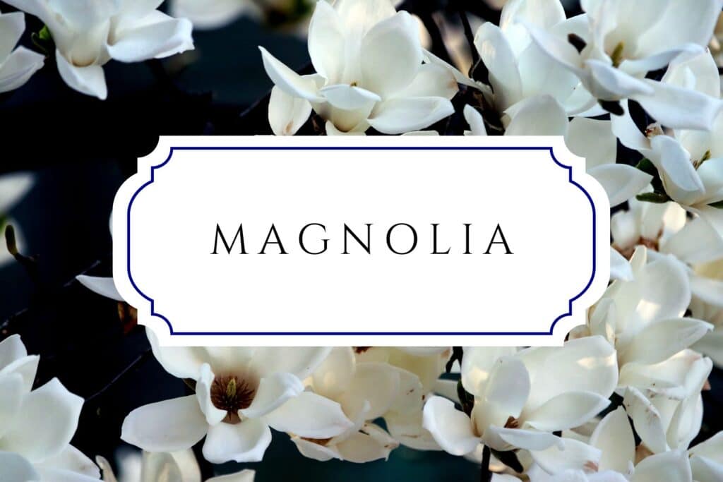 tree names magnolia