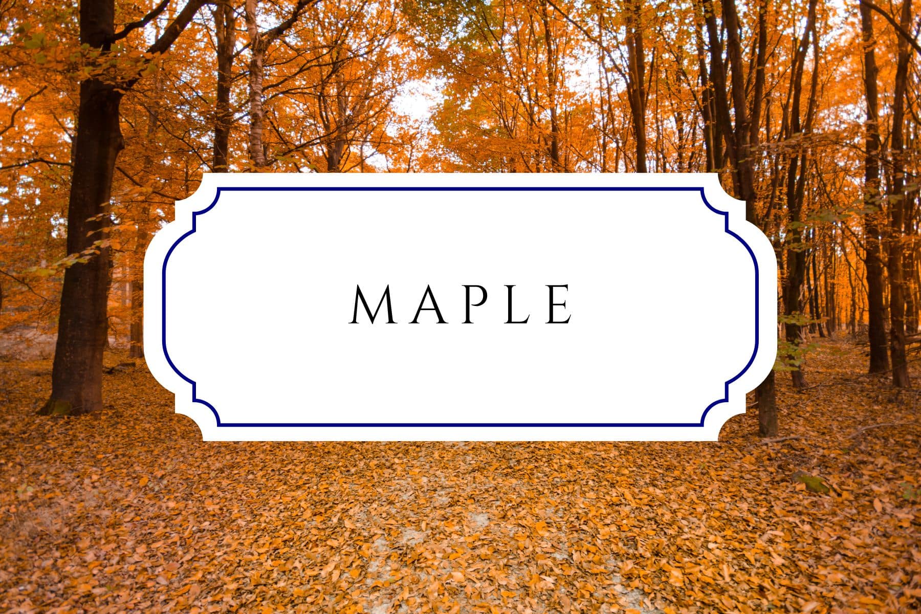 50+ Tree Names For Babies In Honor Of Arbor Day