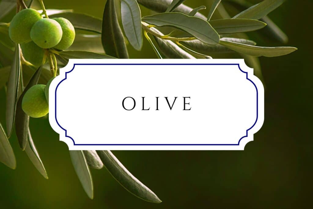 tree names olive