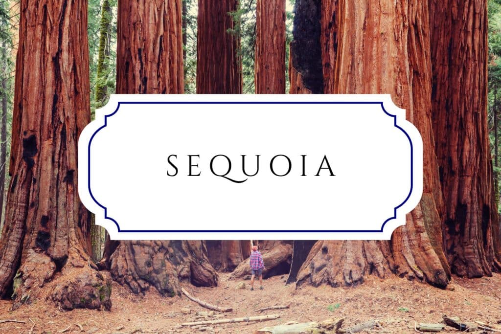tree names sequoia