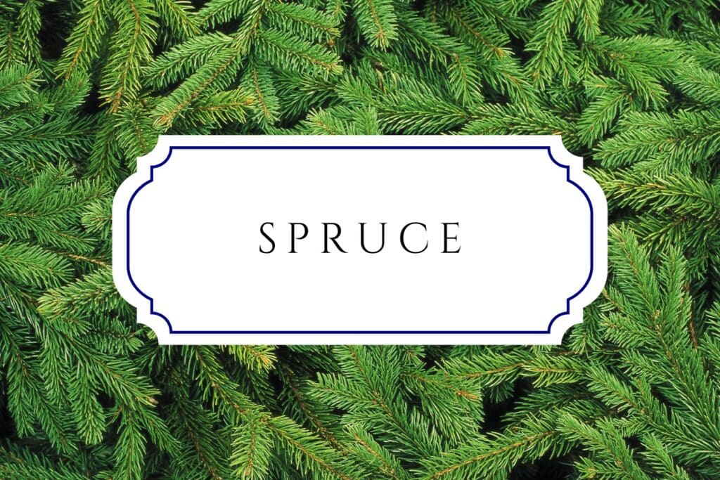 tree names spruce