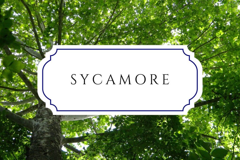 tree names sycamore