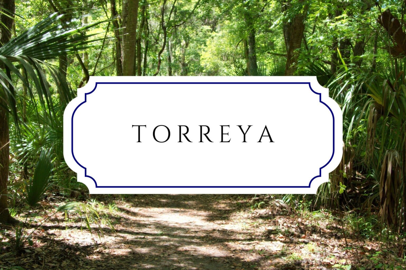 50+ Tree Names For Babies In Honor Of Arbor Day