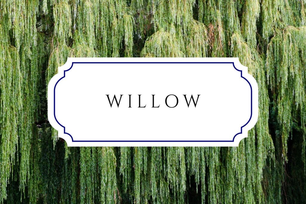 tree names willow