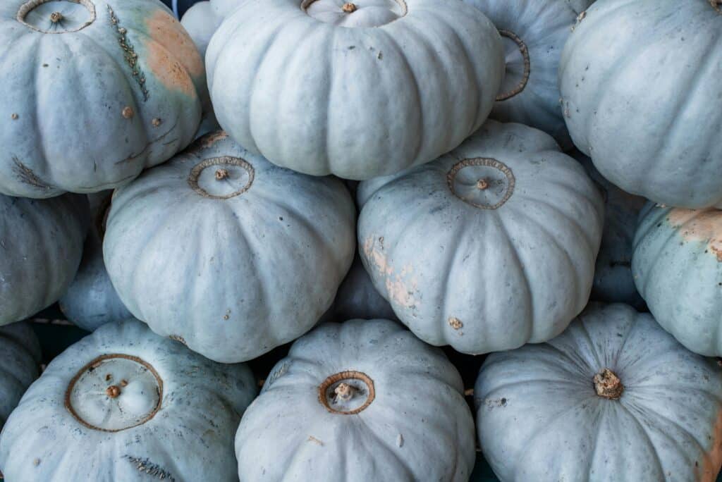 Here’s why you might see different pumpkin colors this spooky season — from teal to pink!