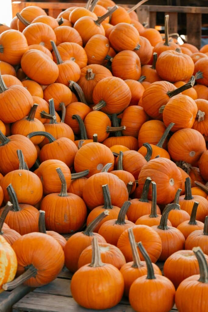 Here’s why you might see different colored pumpkins this spooky season — from teal to pink!