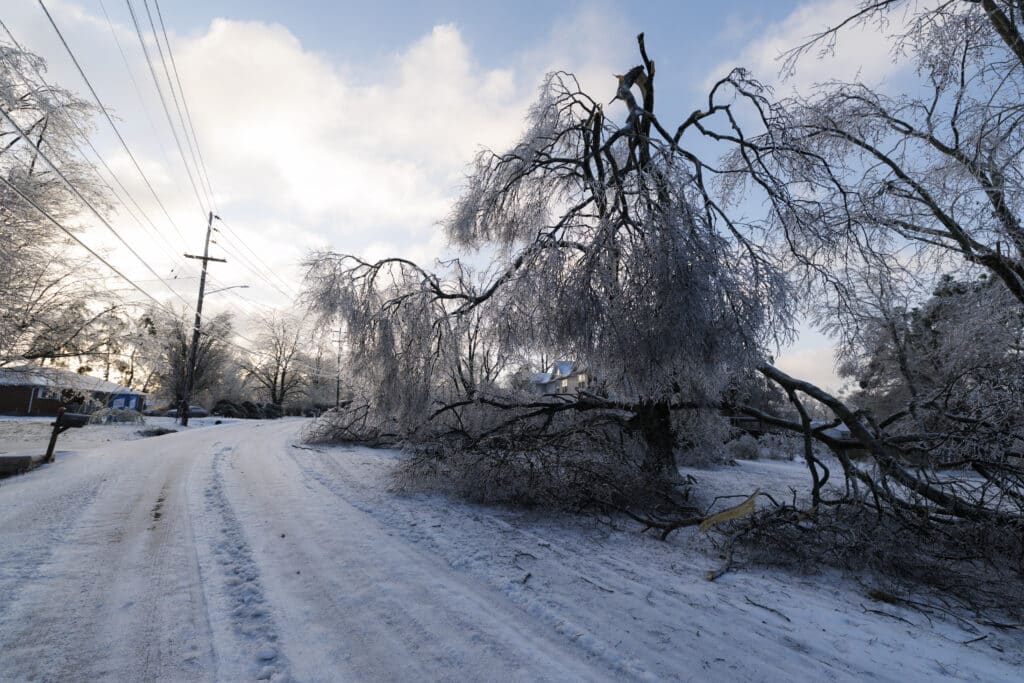 2257766185 winter trees damage nashville ice storm