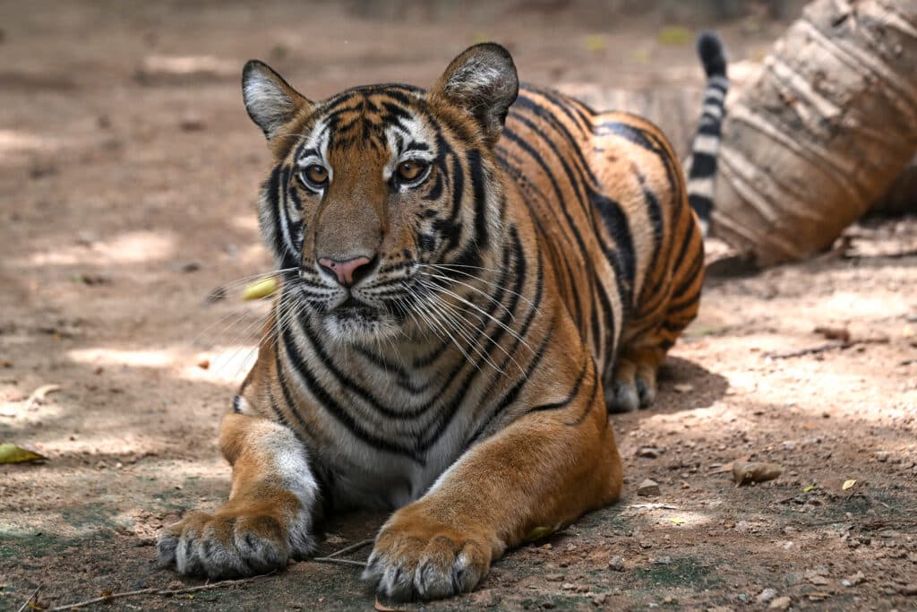 2226858706 tiger confiscated by thailand department of national parks