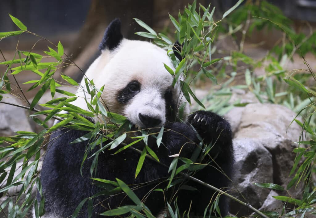 2251732950 giant panda returns to china from tokyo zoo