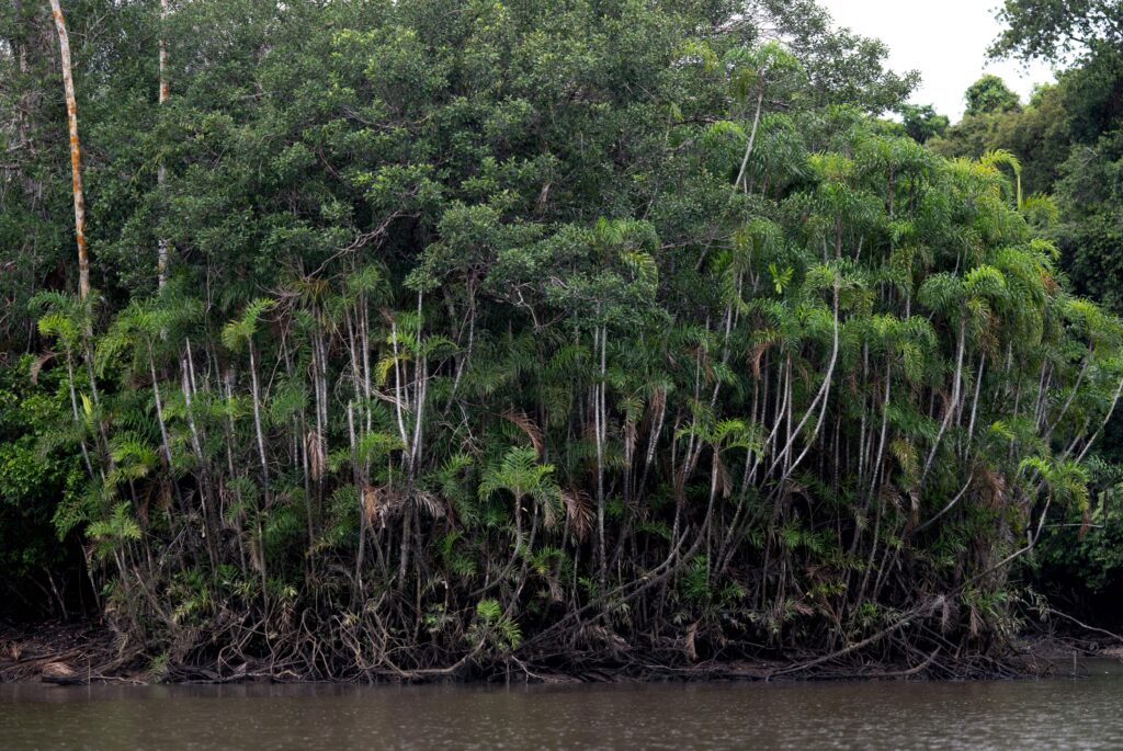 1246964015 amazon rainforest new species